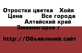 Отростки цветка  “Хойя“ › Цена ­ 300 - Все города  »    . Алтайский край,Змеиногорск г.